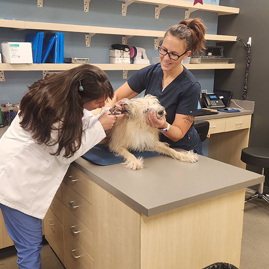 Dermatology for Animals - Valrico
