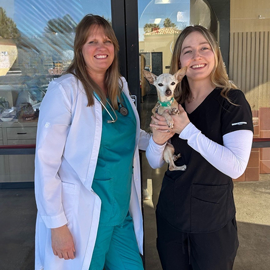 Dentistry and Oral Surgery for Animals San Marcos