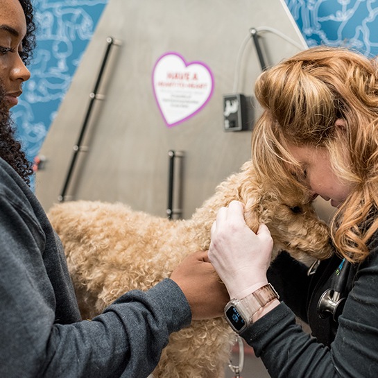 Thrive Pet Healthcare - Wedgewood