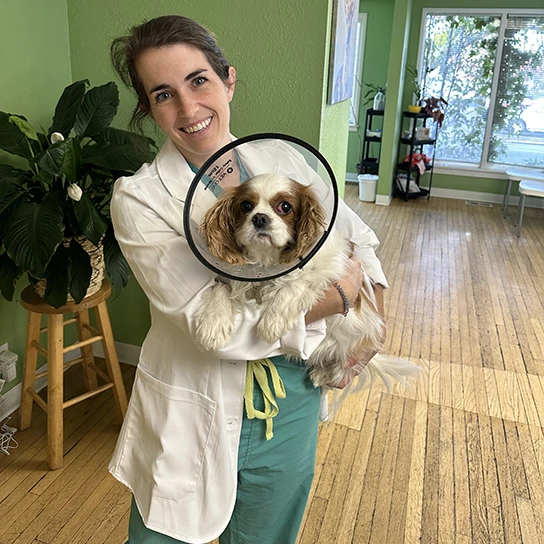 The Animal Eye Doctor