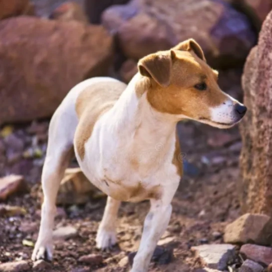 Veterinary Cancer Group Las Vegas