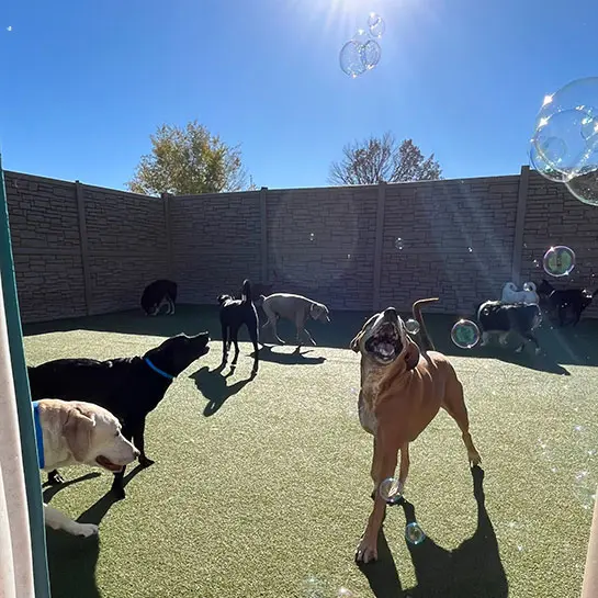Utah Dog Park Airport