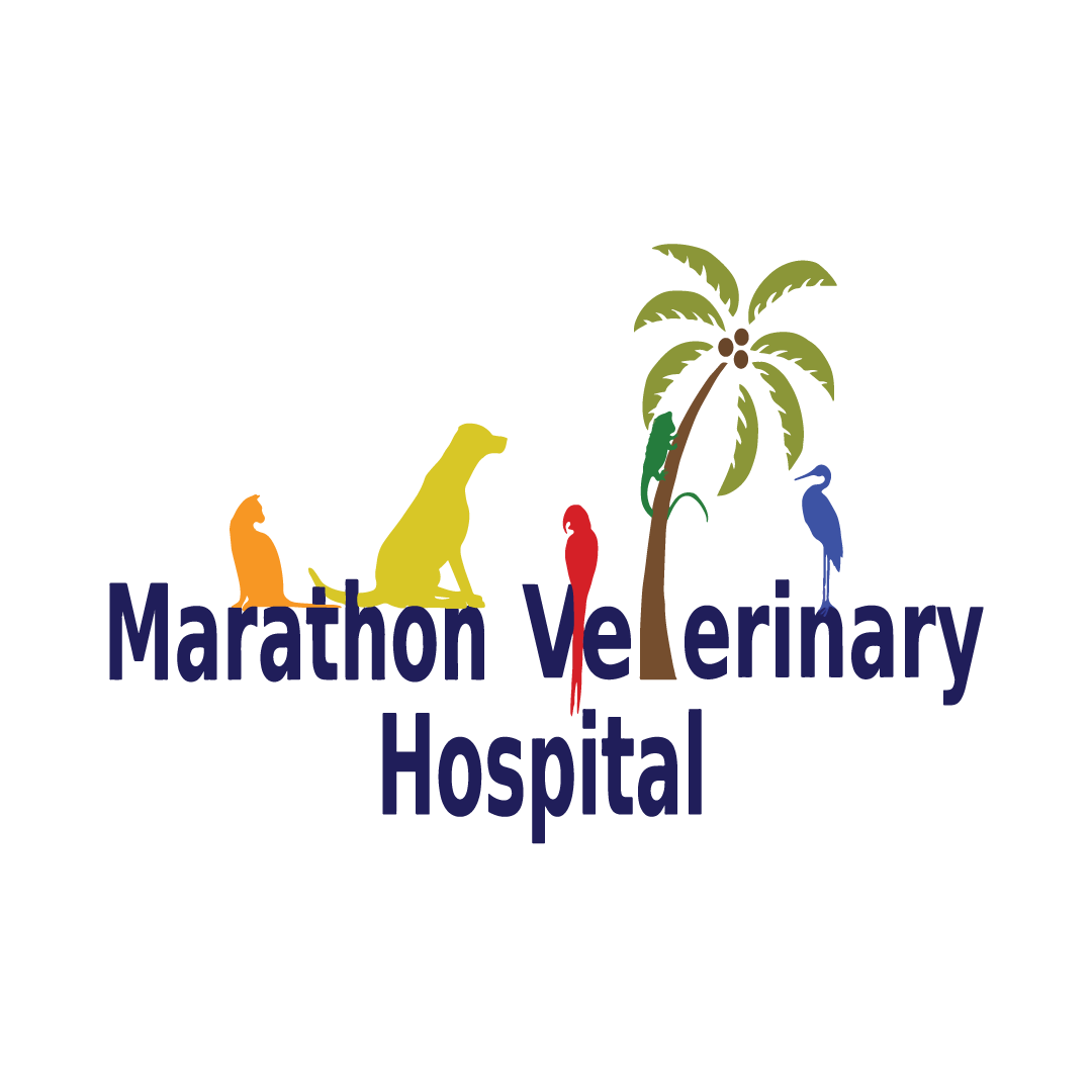 Marathon Veterinary Hospital Vet Care in Marathon, Florida