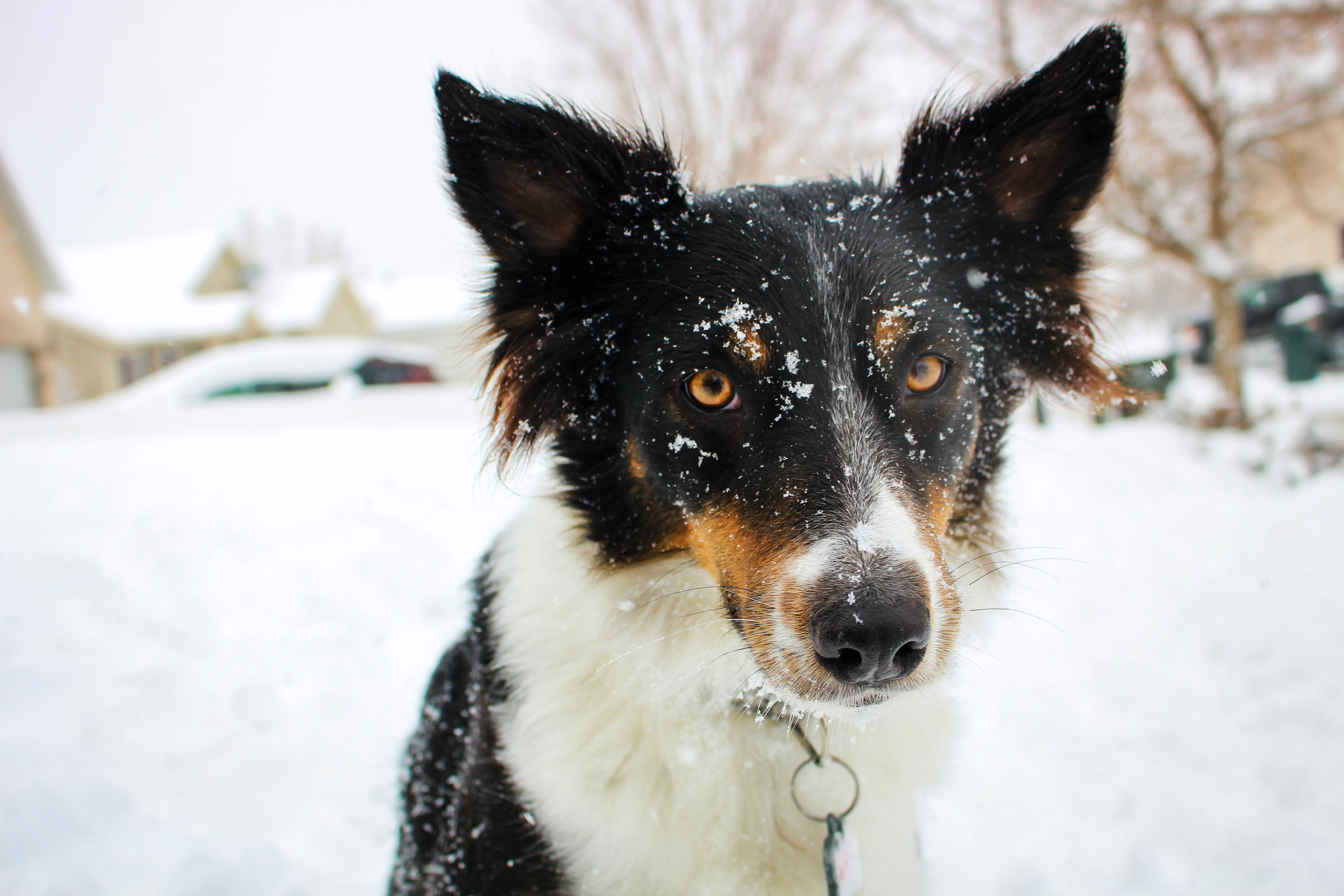 5 Ways To Protect Your Pet's Paws In Cold Weather