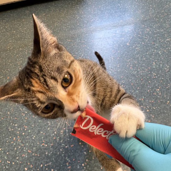 Thrive Pet Healthcare Medford