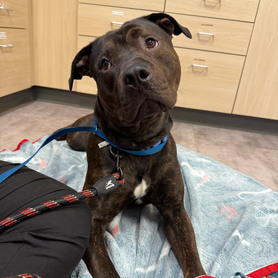 Thrive Pet Healthcare - Elmhurst