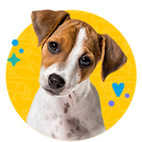 Spay or Neuter