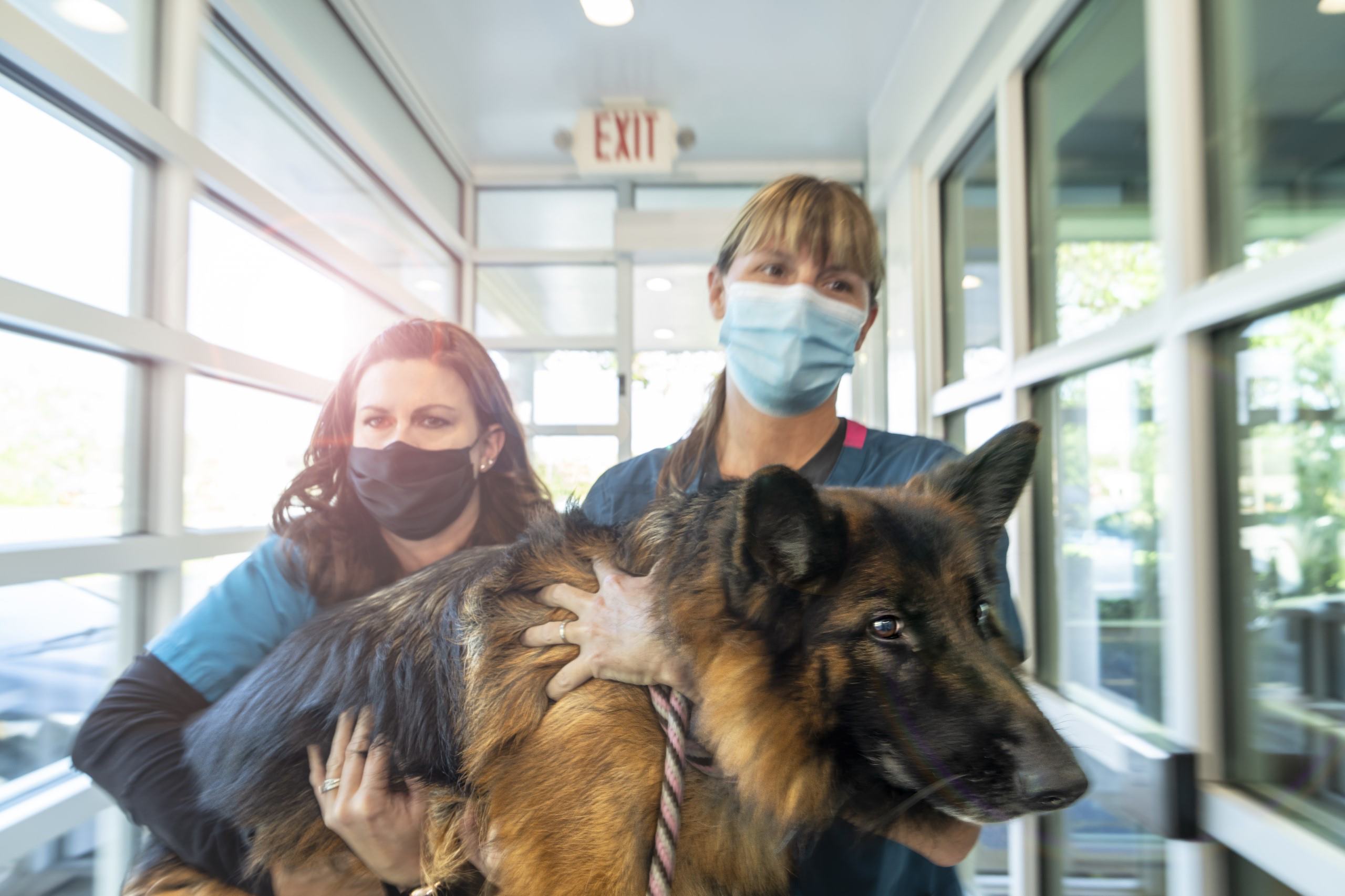 Penn Foster Veterinary Technician Program Thrive Pet Care