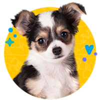 Microchipping
