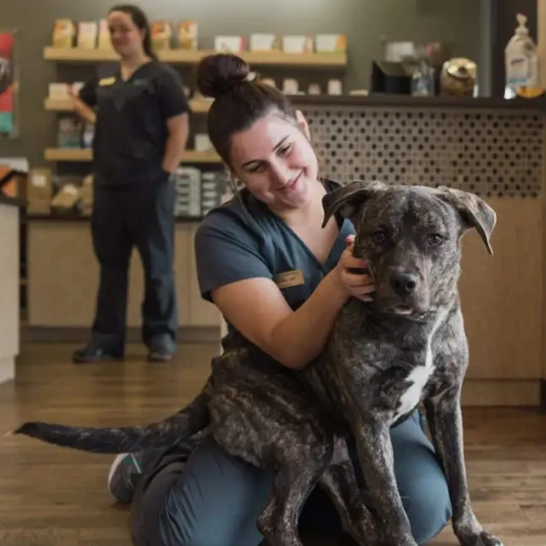 The Pet Hospitals Poplar At Massey