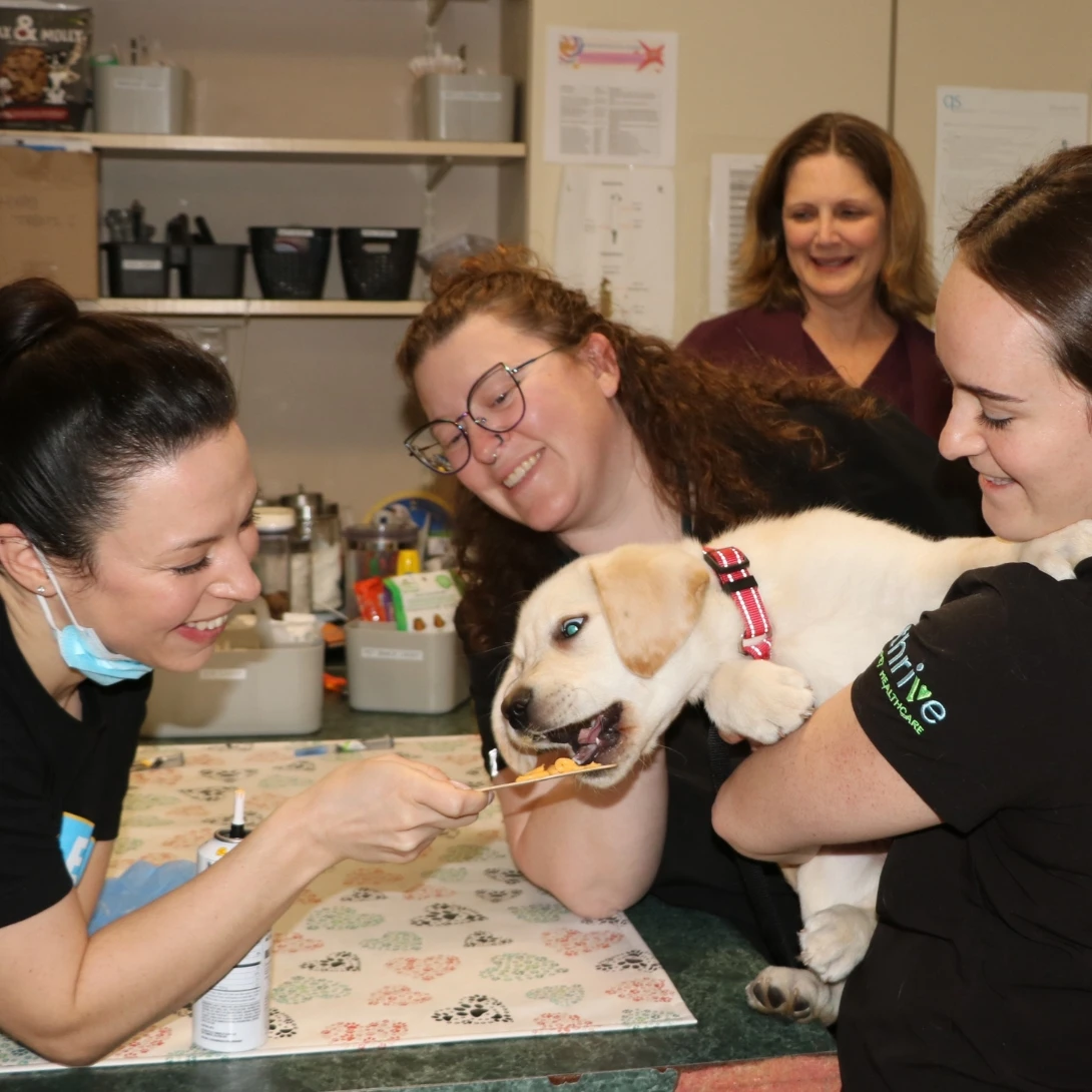 Weston Veterinary Clinic