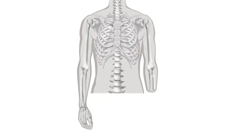 An illustration of the human skeleton. The left hand and partial arm are missing to portray a transradial amputation