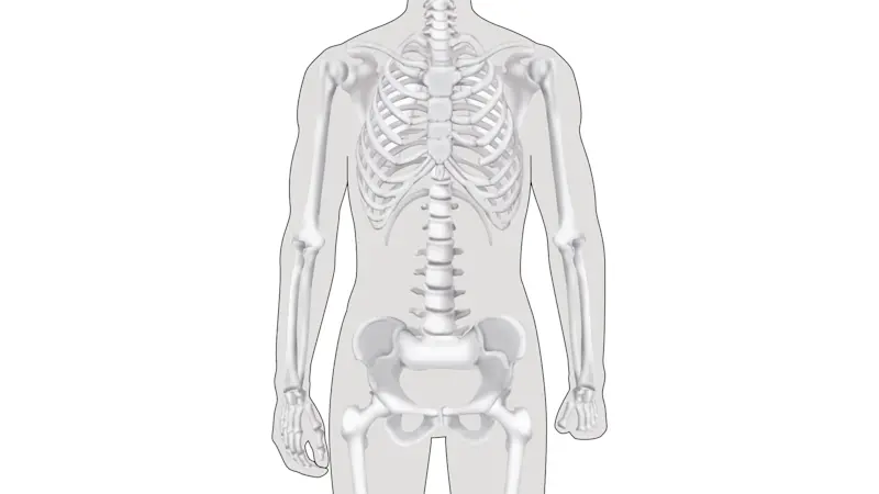 An illustration of the human skeleton. The left hand is missing fingers to demonstrate hand/finger amputation.
