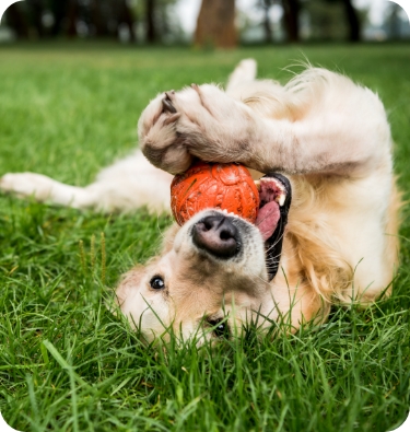 Pet Place
