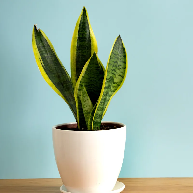 A snake plant