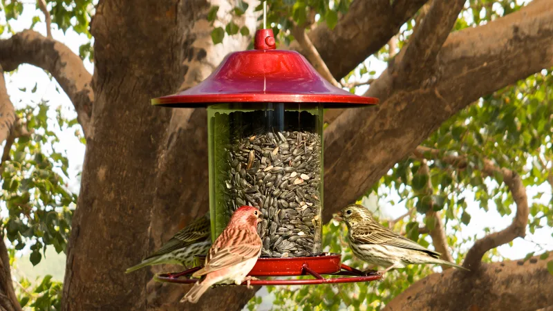 Bird feeder teaser image