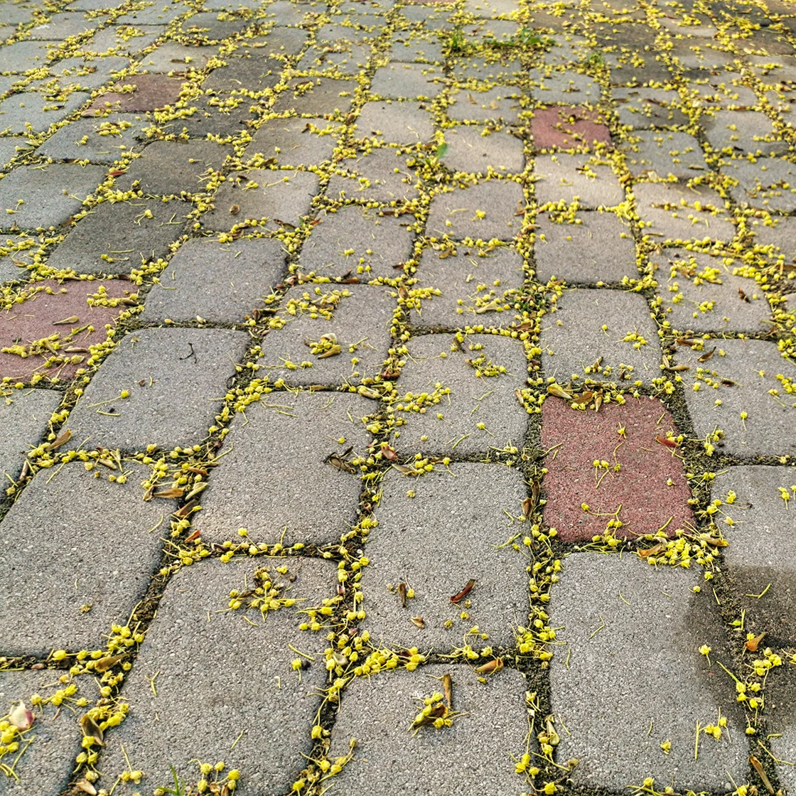 Une allée avec les taches de feuilles