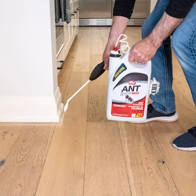 Someone sprays indoor insecticide