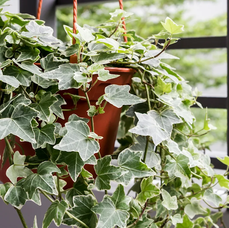 An english ivy plant