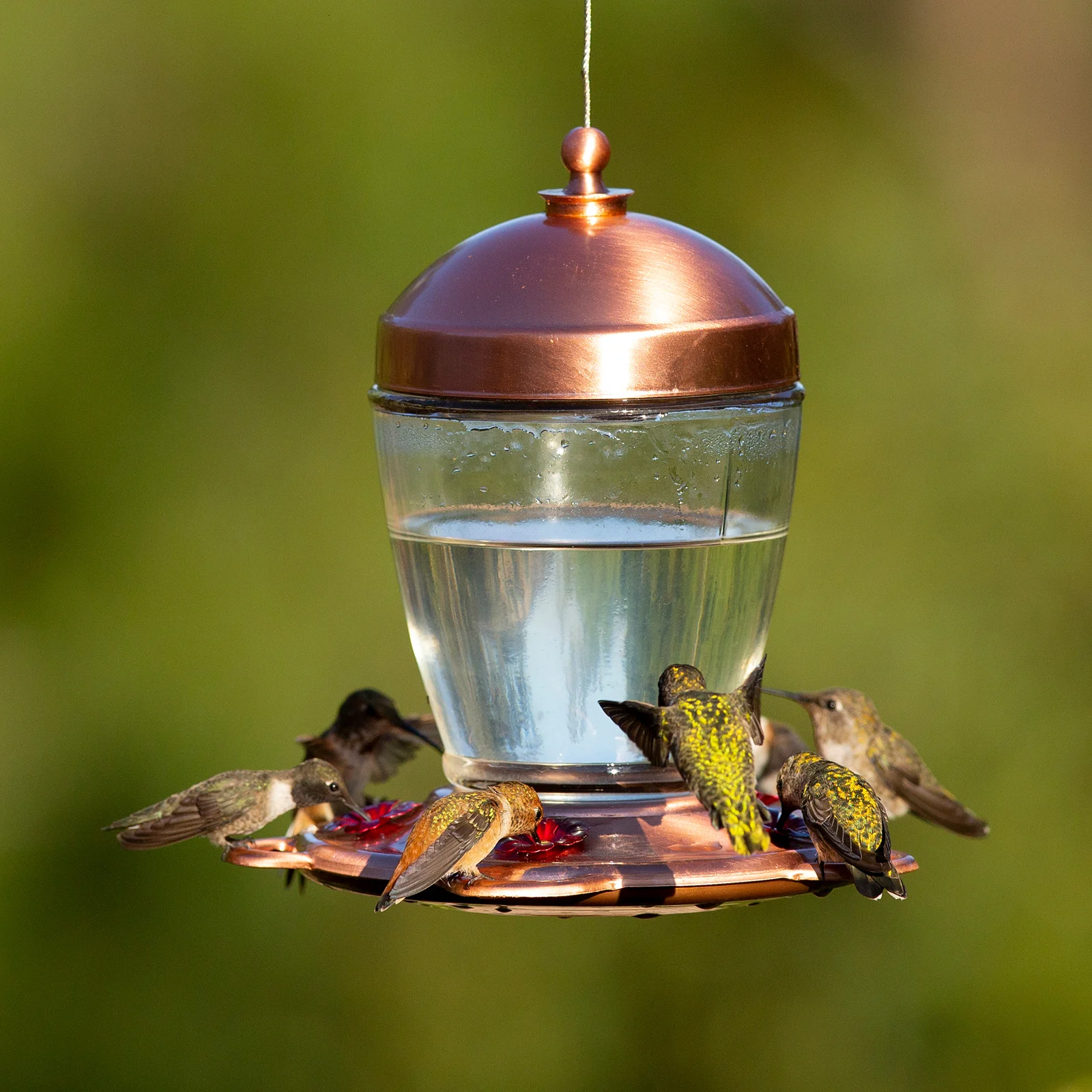 Humming birds at a nectar feeder