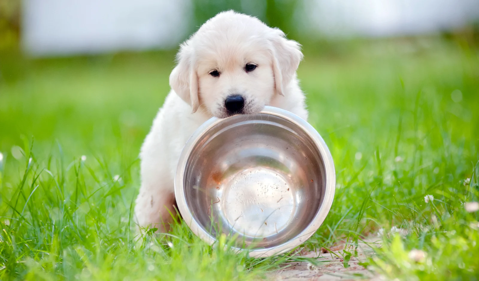 A puppy with an empty bowl
