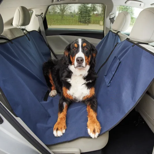 A dog in a car with a cargo liner