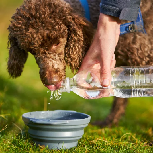 A dog drinks from a collapsable water container