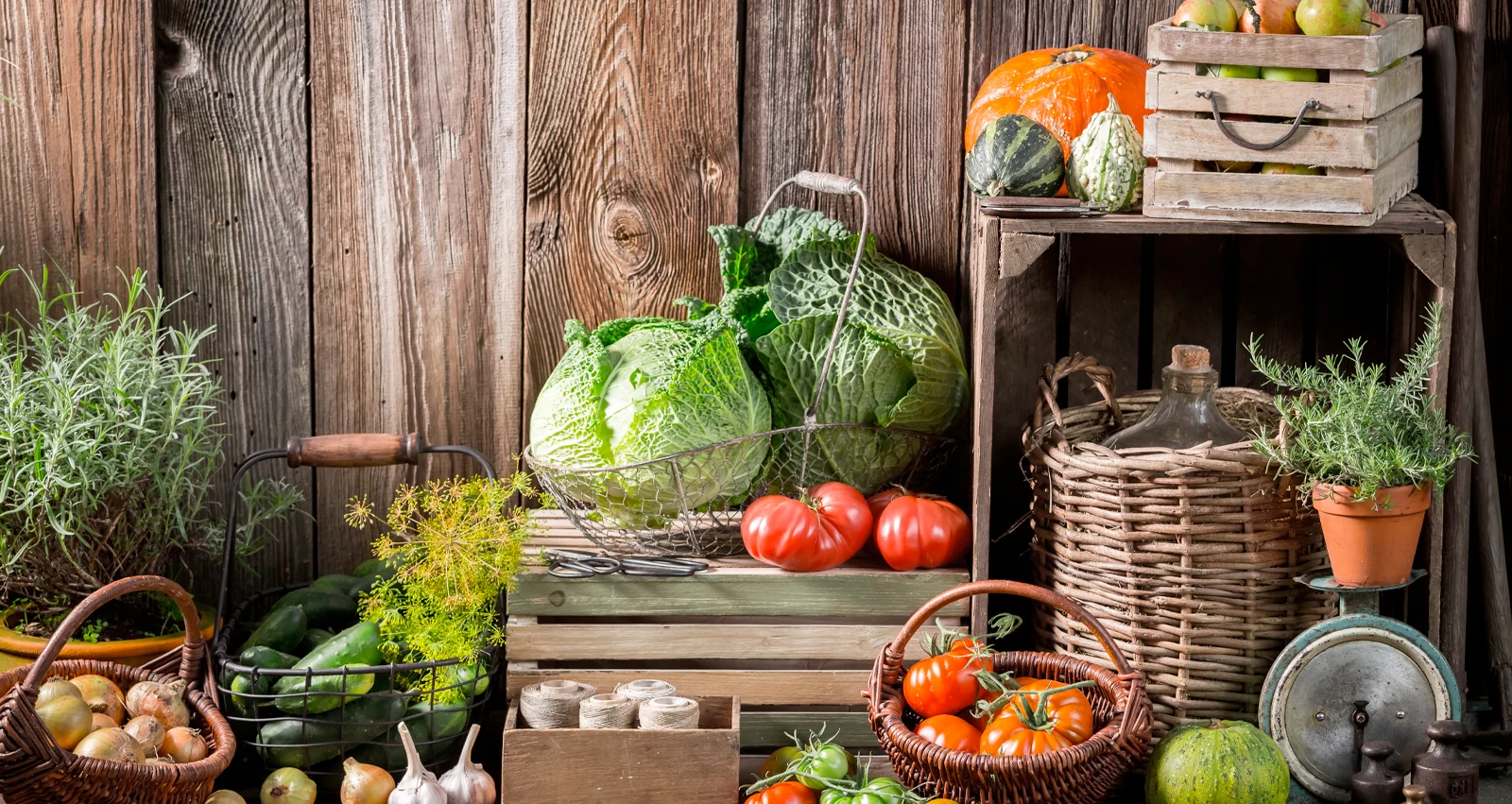 Légumes récoltés