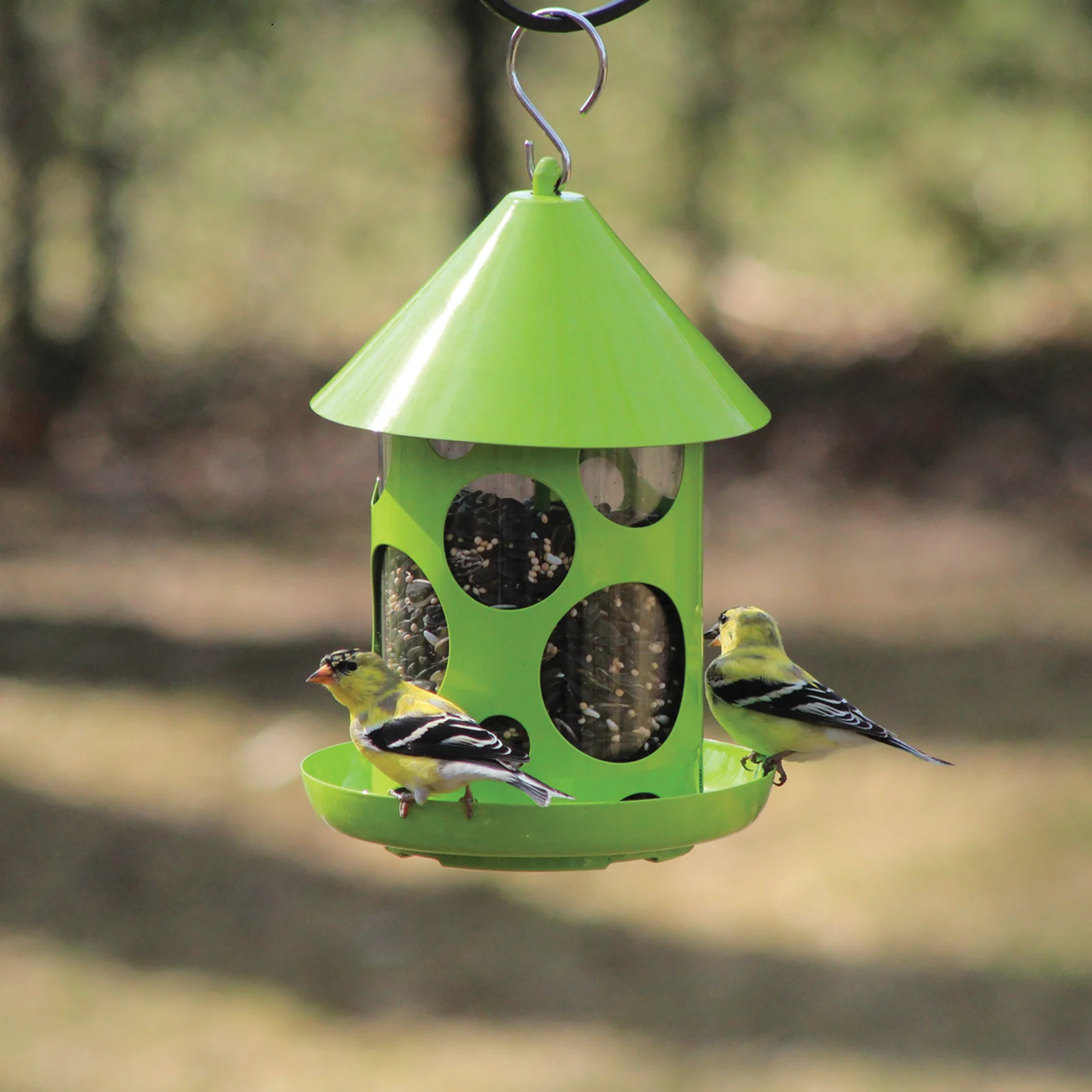 Two birds at a nyjer bird feeder