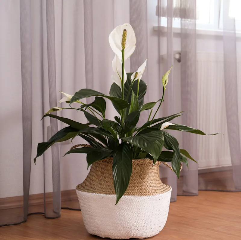 A peace lily