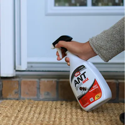 Someone sprays outdoor insecticide