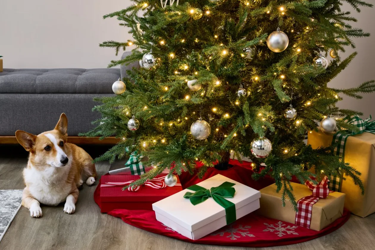 Simply Evergreen - Banner Image