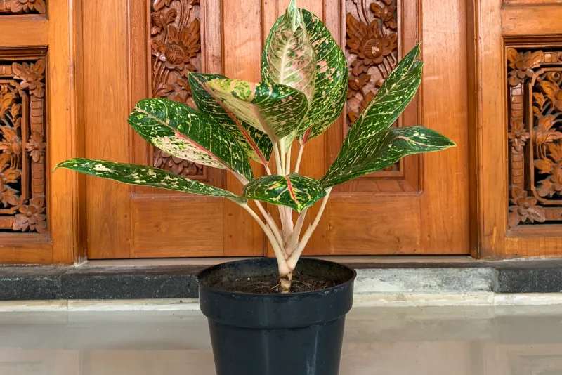 A Chinese evergreen