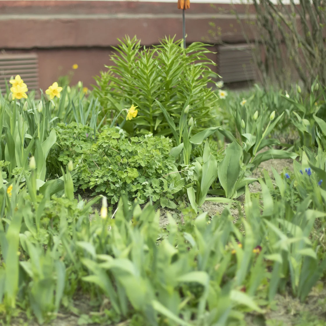 Plants planted close together.