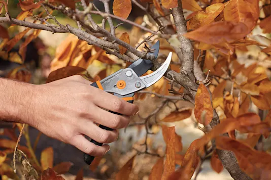 Image d’un propriétaire taillant des branches.