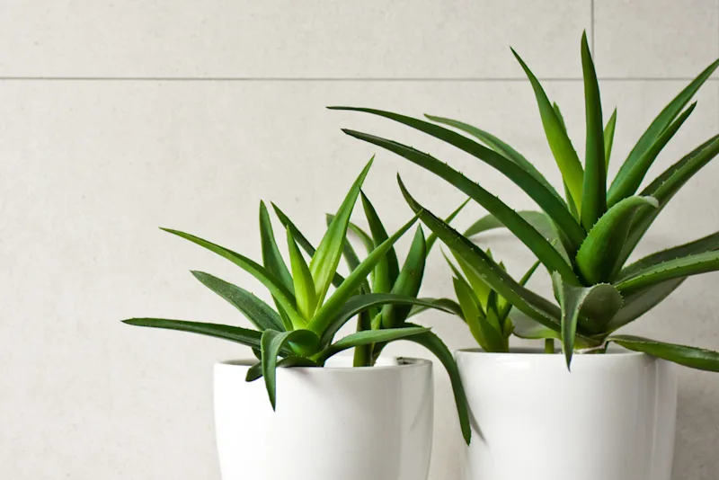 Two aloe vera plants