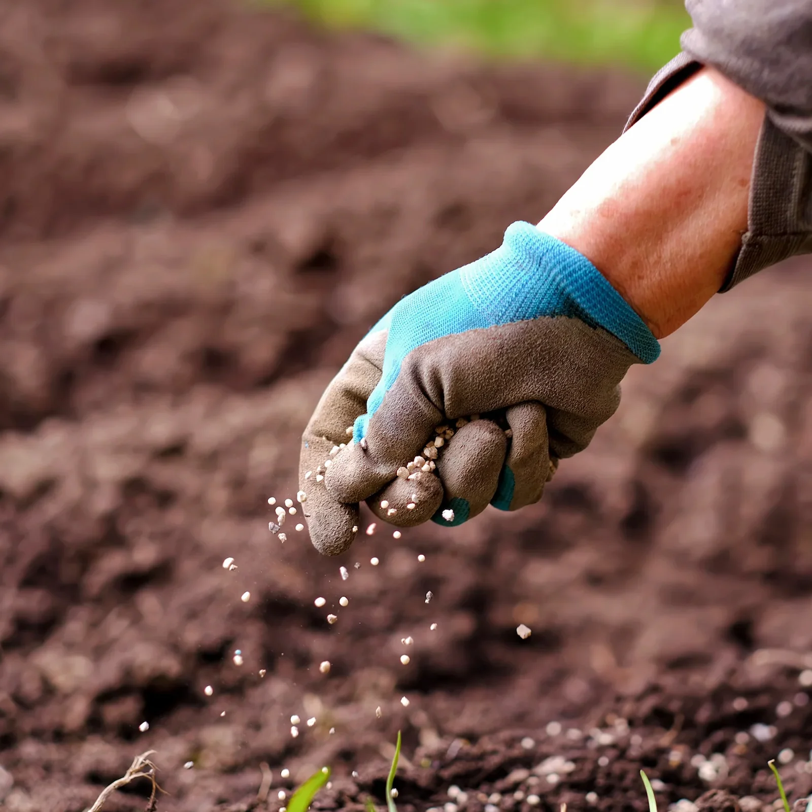 Un homme en train de fertiliser la terre de son jardin