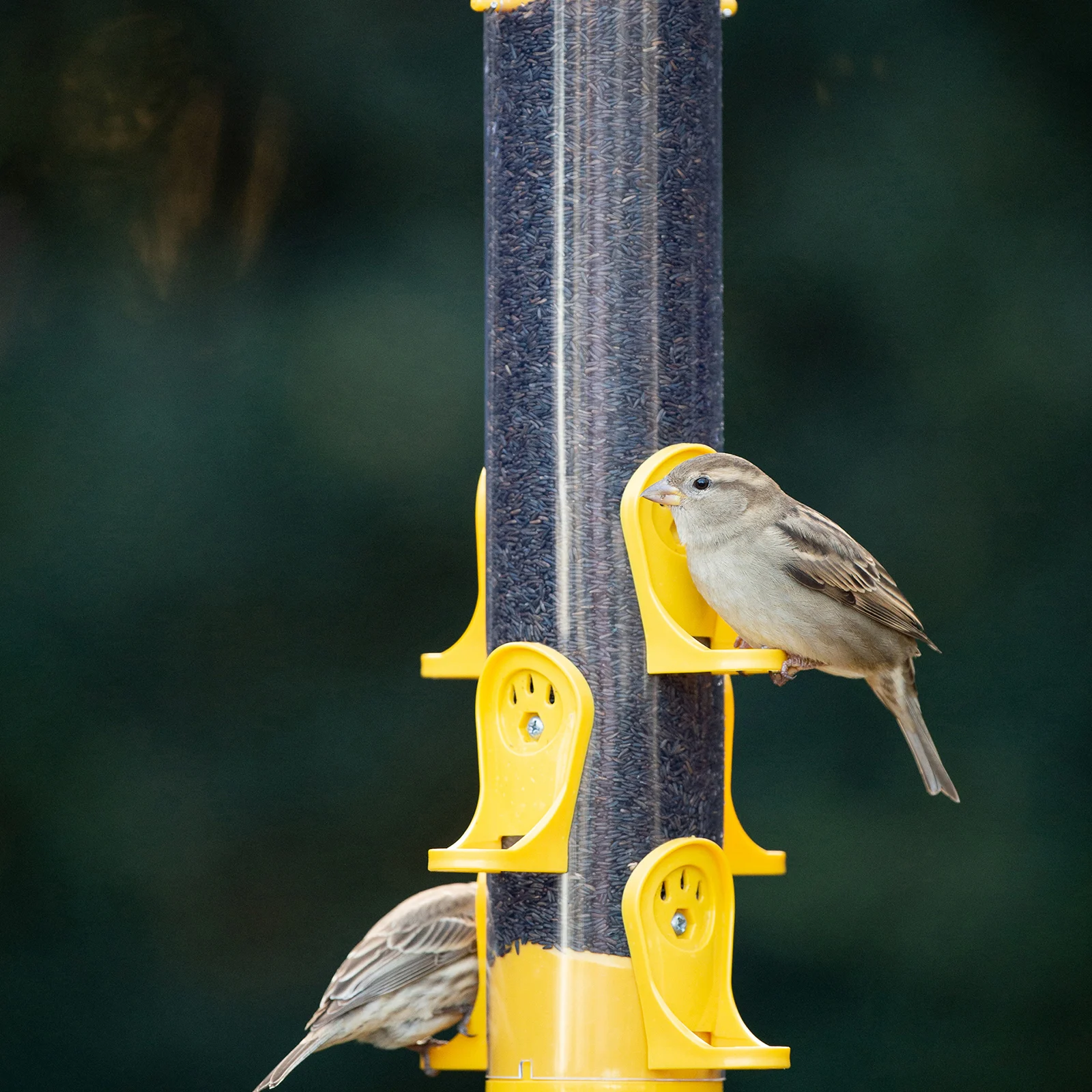 Two birds using a tube feeder