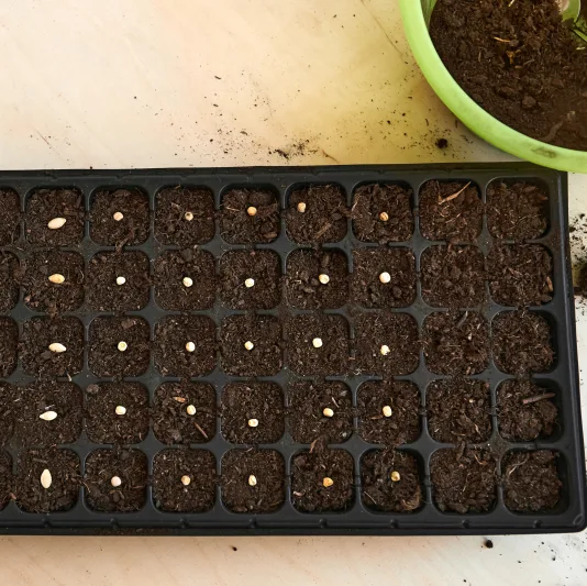 Seeds in a seed starting tray