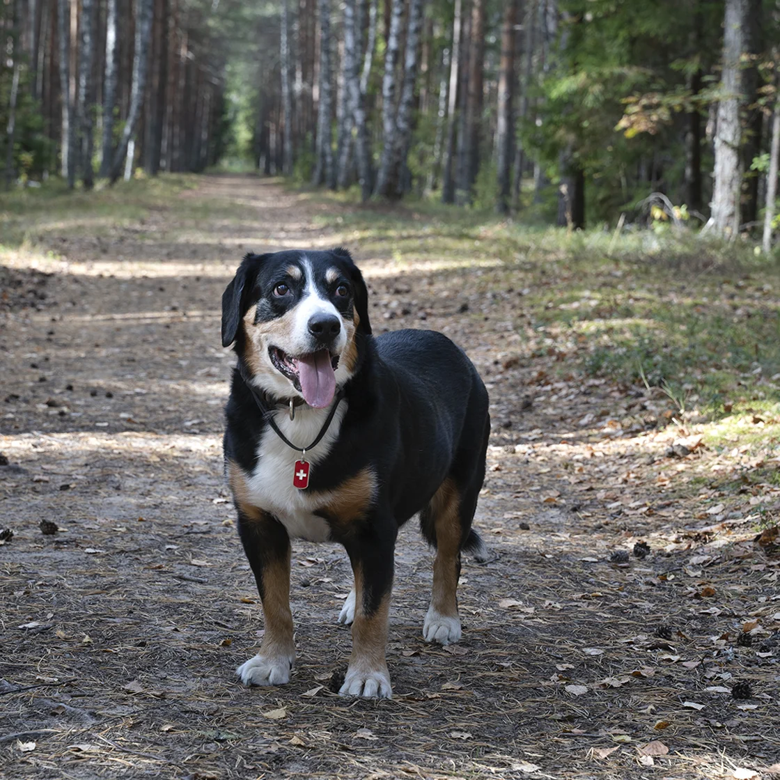 dog walking on a trail 1120x1120