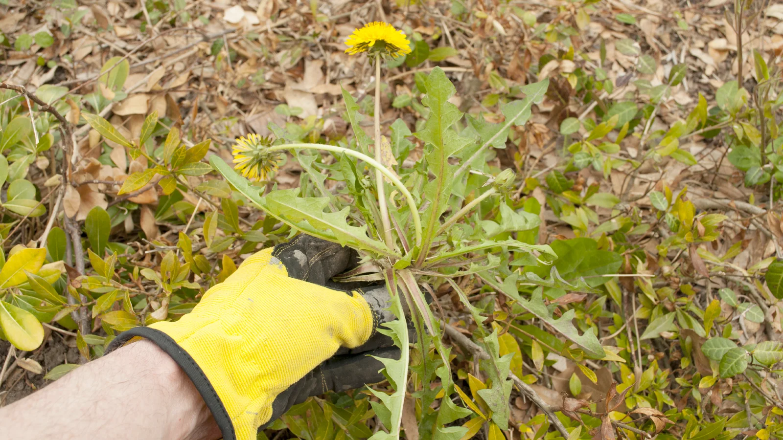Someone pulling weeds.