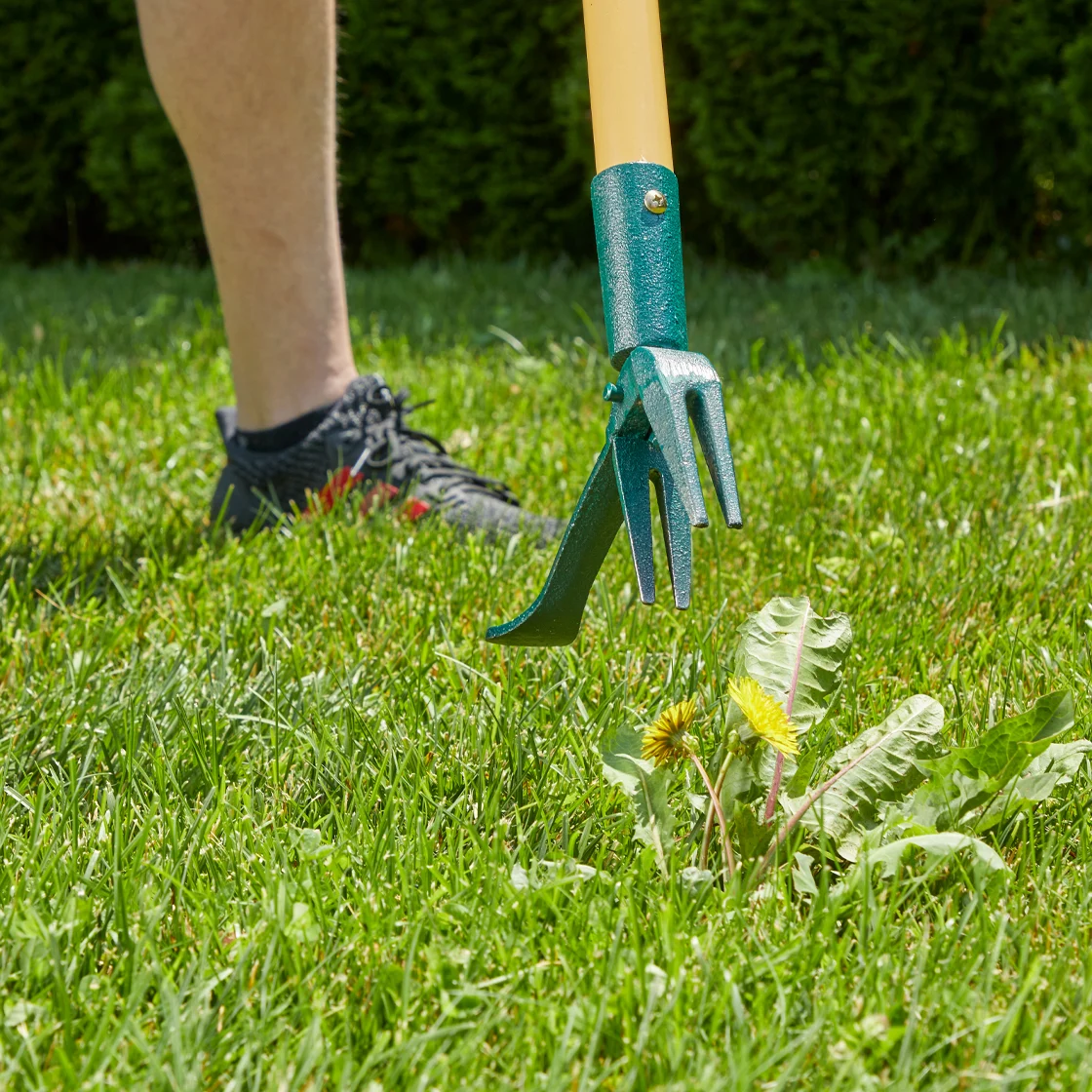 Quelqu'un utilise un coupe-herbe.