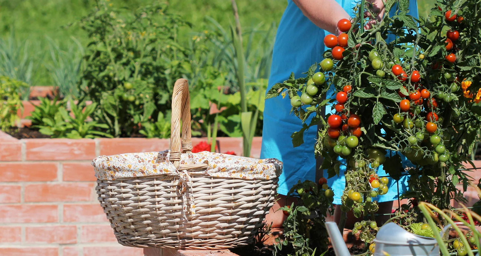 Quelqu'un récolte son jardin