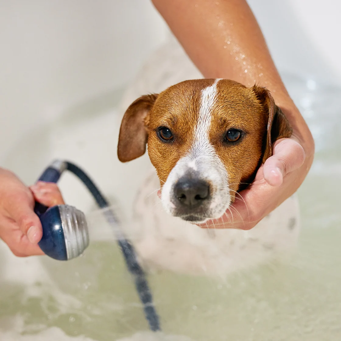 Dog being washed in a home 1120x1120