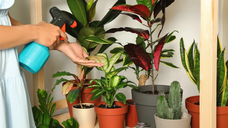 Améliorer l'air avec des plantes