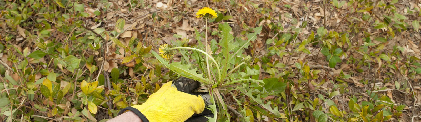 Savoir. Faire. Voici comment contrôler les mauvaises herbes dans votre pelouse et votre jardin.