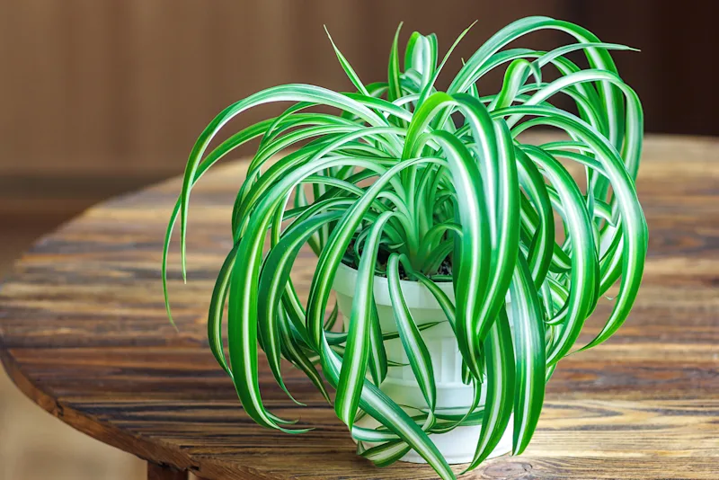 A spider plant