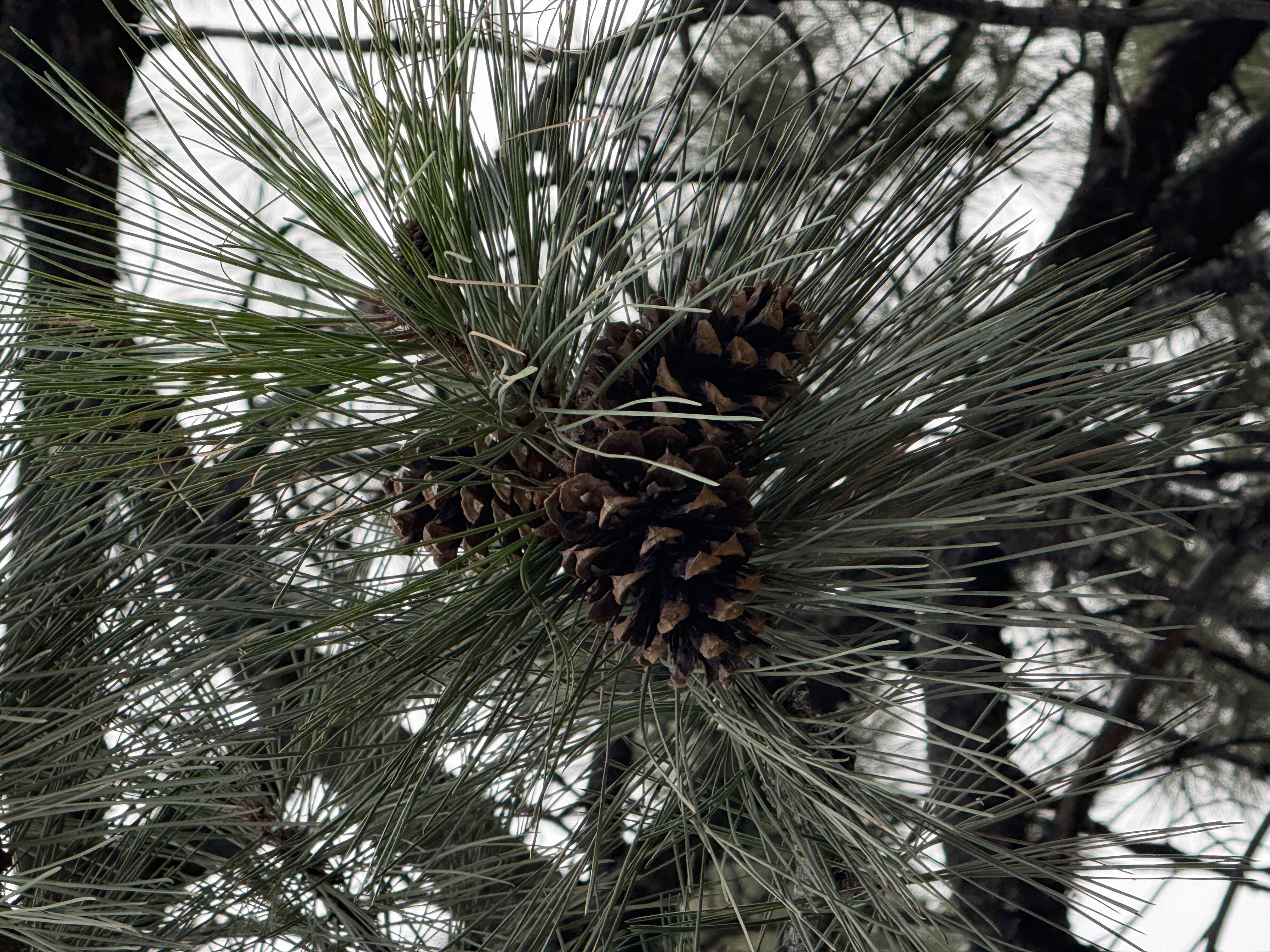Utah Tree Med — early detection saves trees