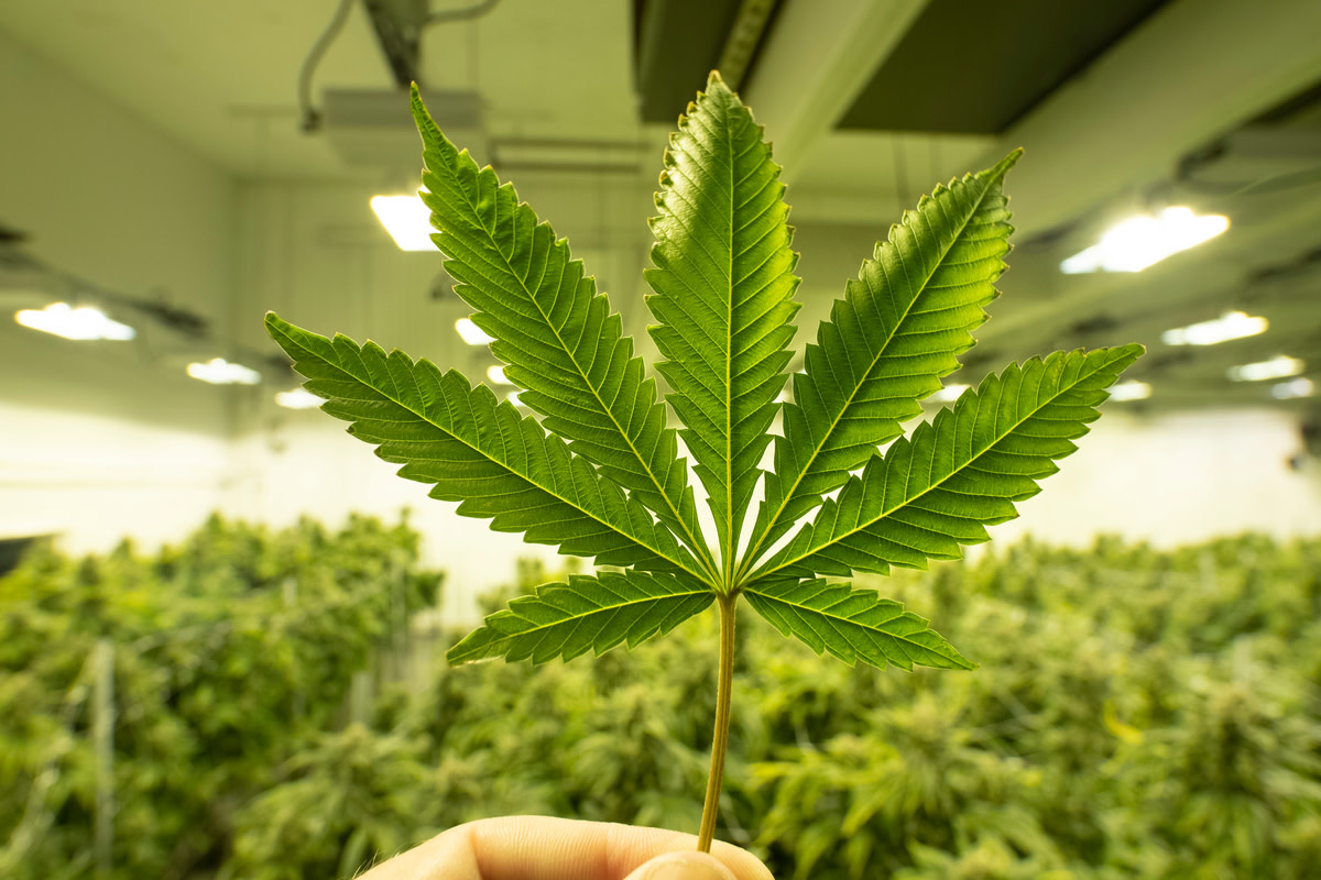 Cannabis Plant Leaf