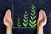 Hands holding tree arranged as a green graph on soil background